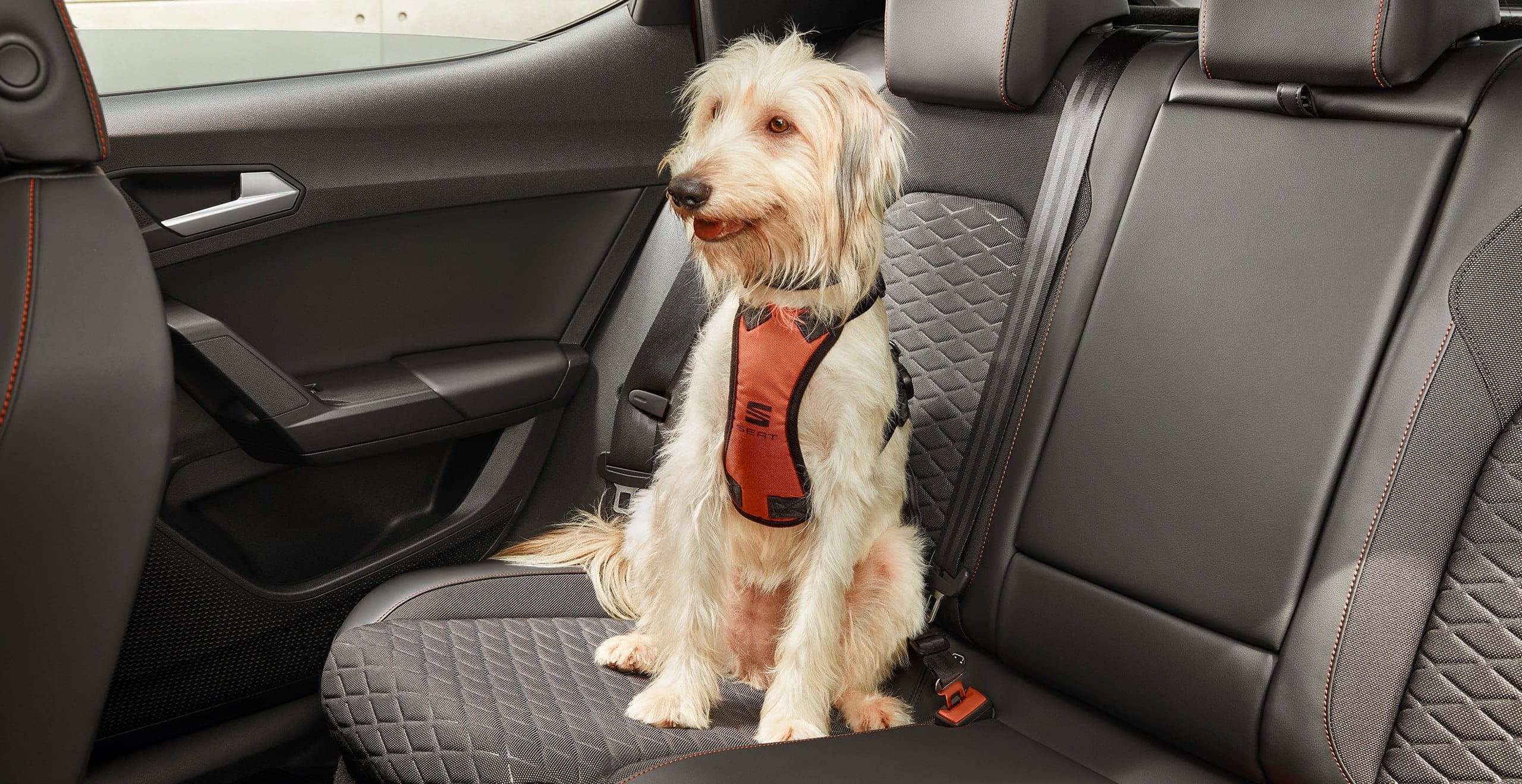 New SEAT Leon Sportstourer car accessories dog safety harness